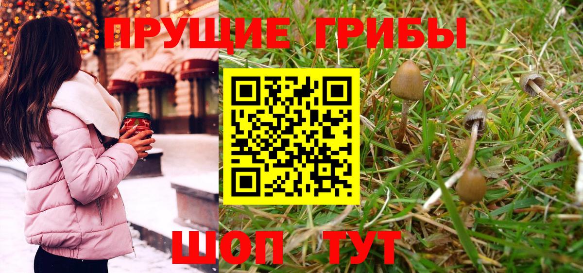 Галлюциногенные грибы Psilocybine cubensis Петропавловск-Камчатский